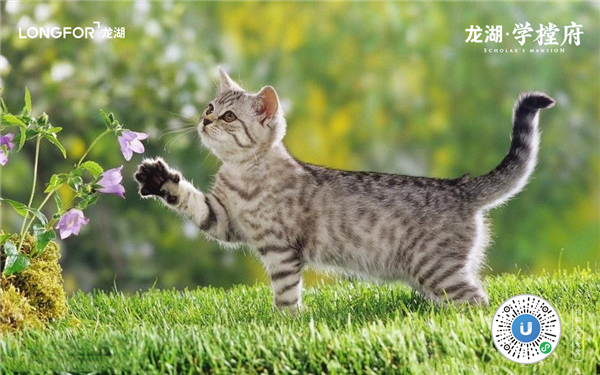 “網(wǎng)紅”學(xué)樘府，不止是即墨首座森林秘境住區(qū)