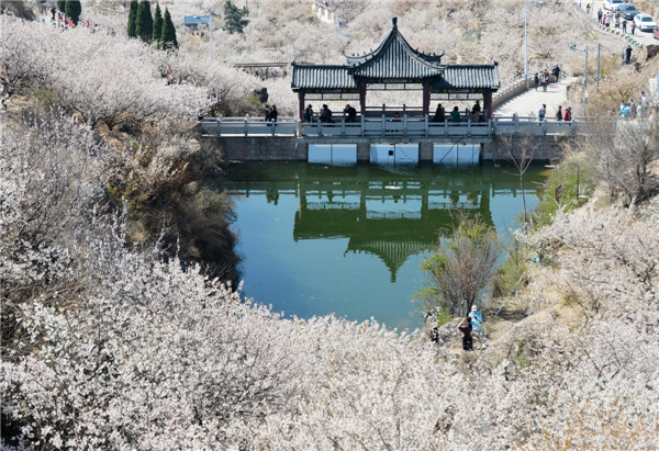 開往春天的地鐵 櫻桃花盛開，北宅大嶗櫻桃谷風(fēng)景正美（組圖）